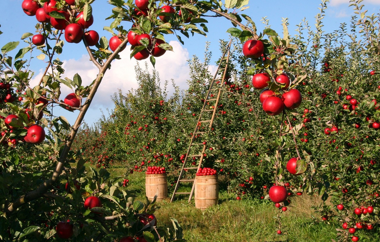 apples, orchard, apple trees