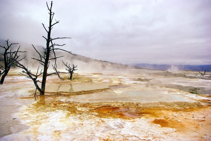 yellowstone's canary spring, mammoth, hot