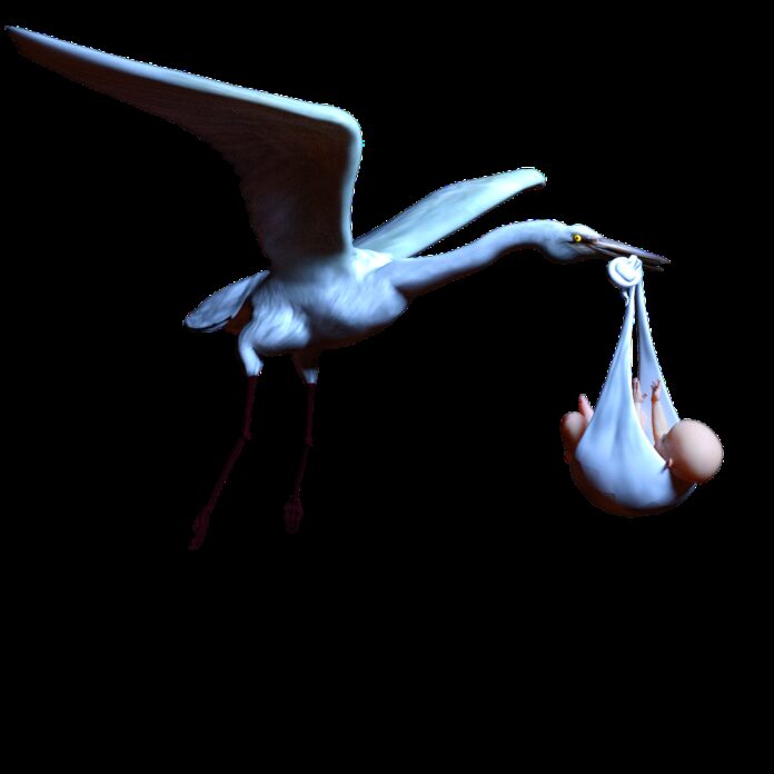 stork, infant, pregnancy