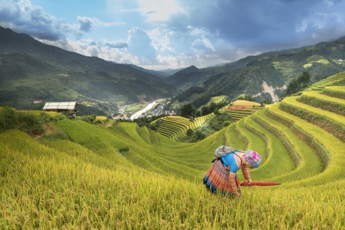 Woman Standing On Rice Terraces