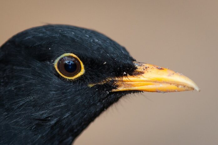 blackbird, bird, male