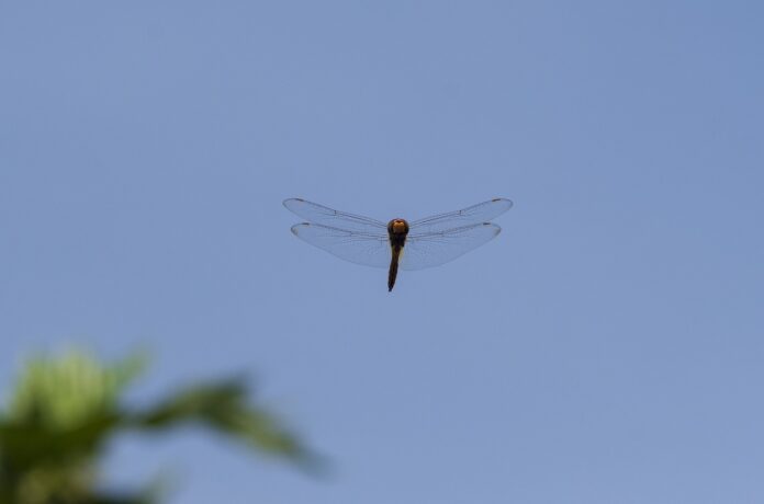 dragonfly, bluesky, nature