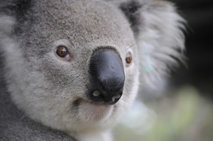 koala, nature, animals