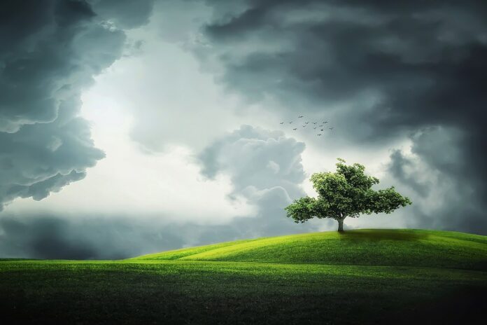 tree, clouds, fields