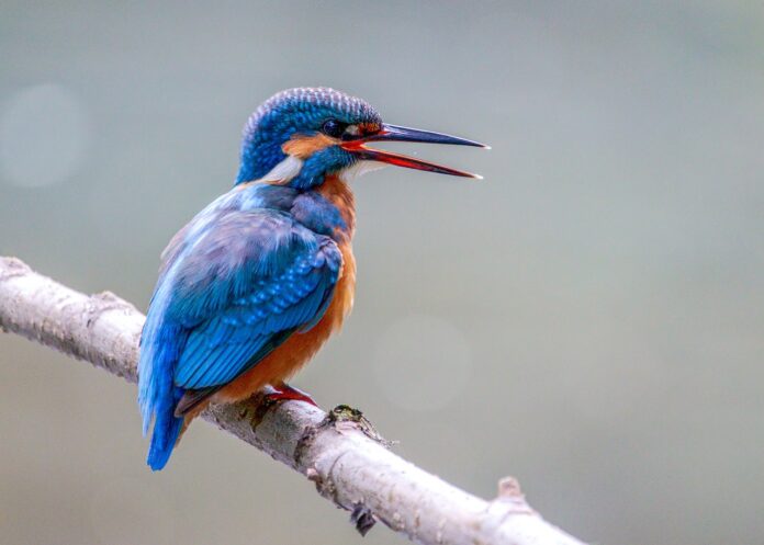bird, kingfisher, ornithology