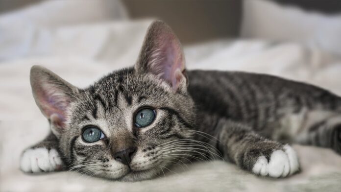 european shorthair, cat, kitten